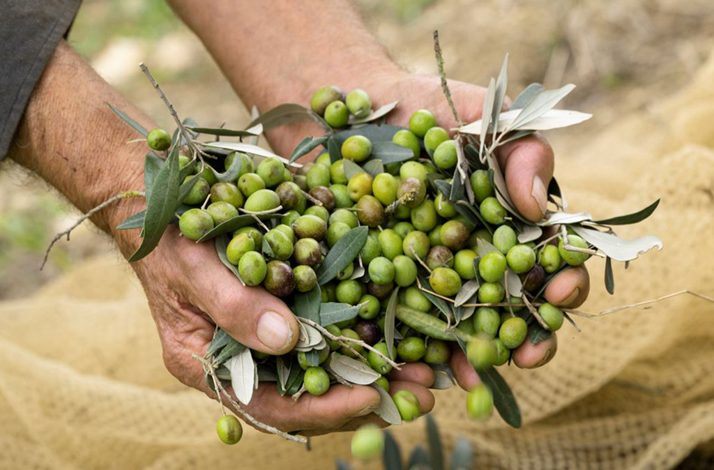 Laudemio Frescobaldi Harvest